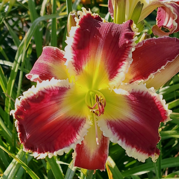 Christmas Morning Magic - 1 Fan Christmas Morning Magic - 1 Fan